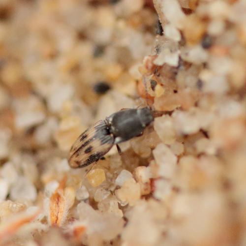 Negastrius sabulicola